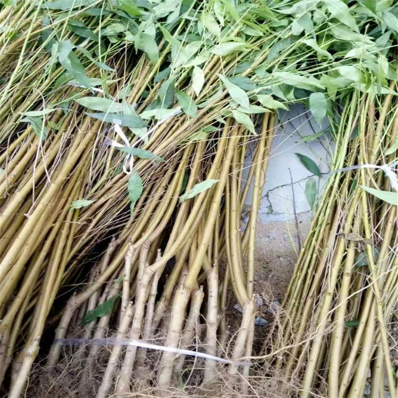 湖北桃樹(shù)實(shí)生苗哪里有貨量充足
