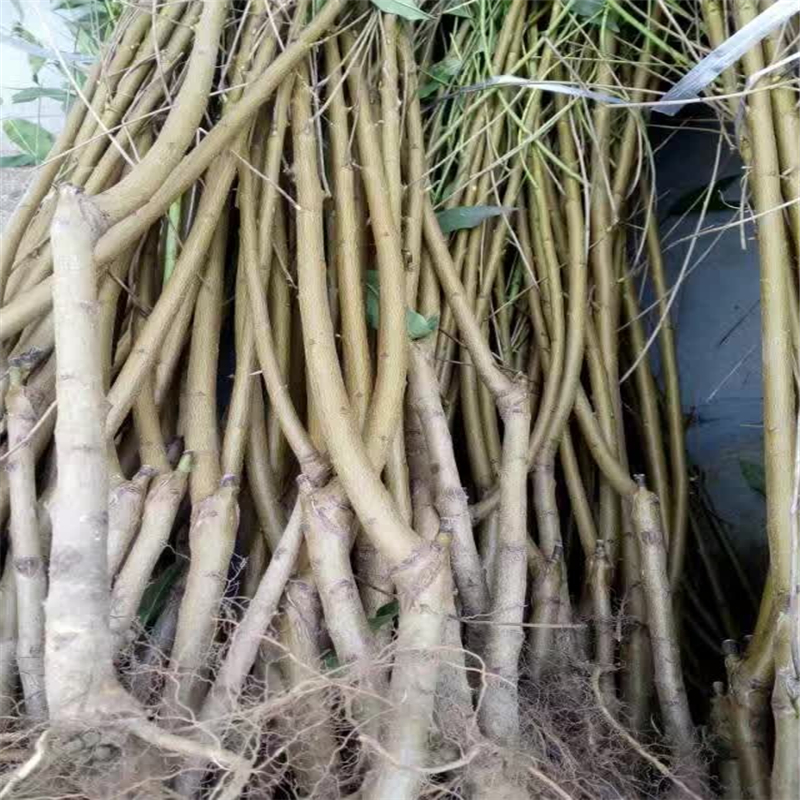 江蘇桃樹實生苗哪里有貨量充足
