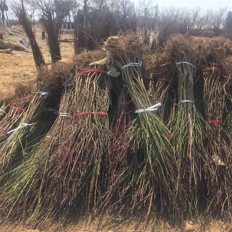 江西桃树实生苗基地装车价格