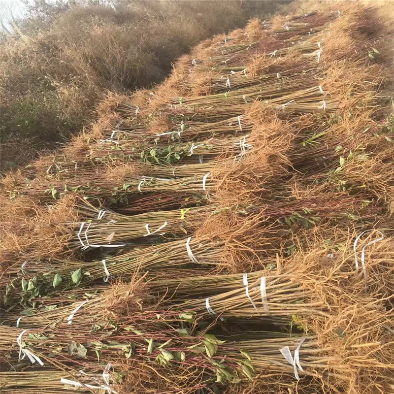 福建桃樹實生苗哪里有貨量充足