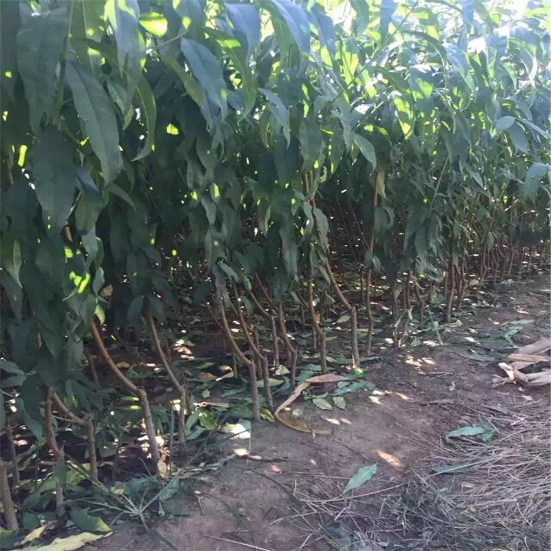 江蘇桃樹實生苗哪里有貨量充足