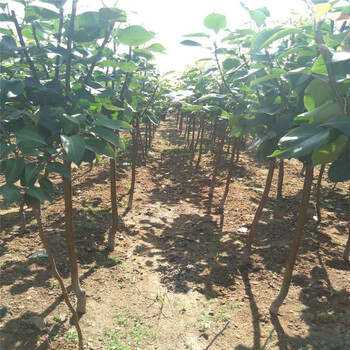 重慶梨樹苗特性基地