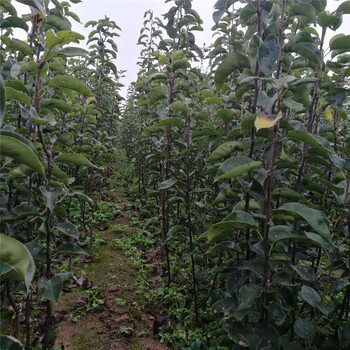 重慶梨樹苗特性新價格