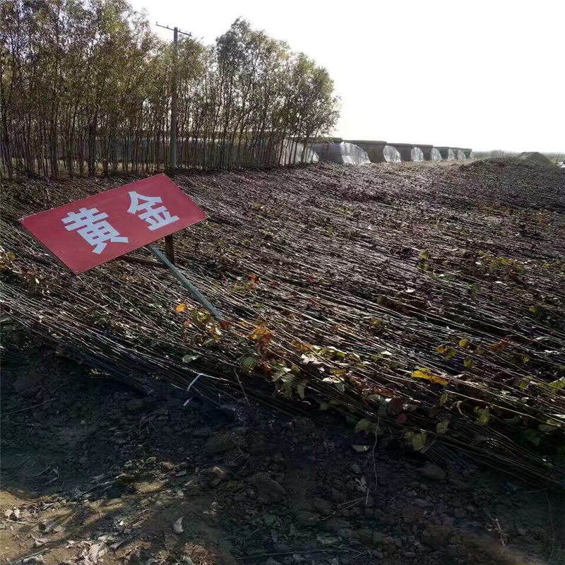 四川梨樹苗多少錢一棵新價格