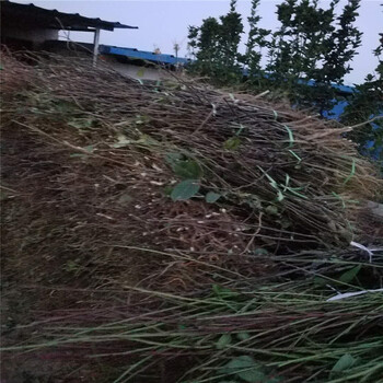 安徽梨樹苗新品種技術(shù)管理