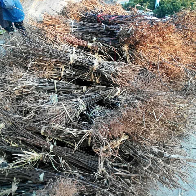 廣西八月紅梨樹苗哪里買哪里有