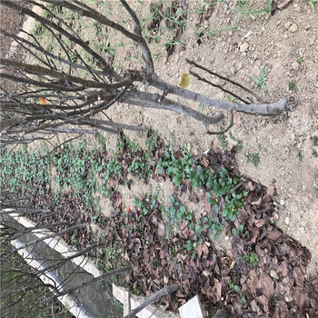重慶梨樹苗多少錢成活率高不高