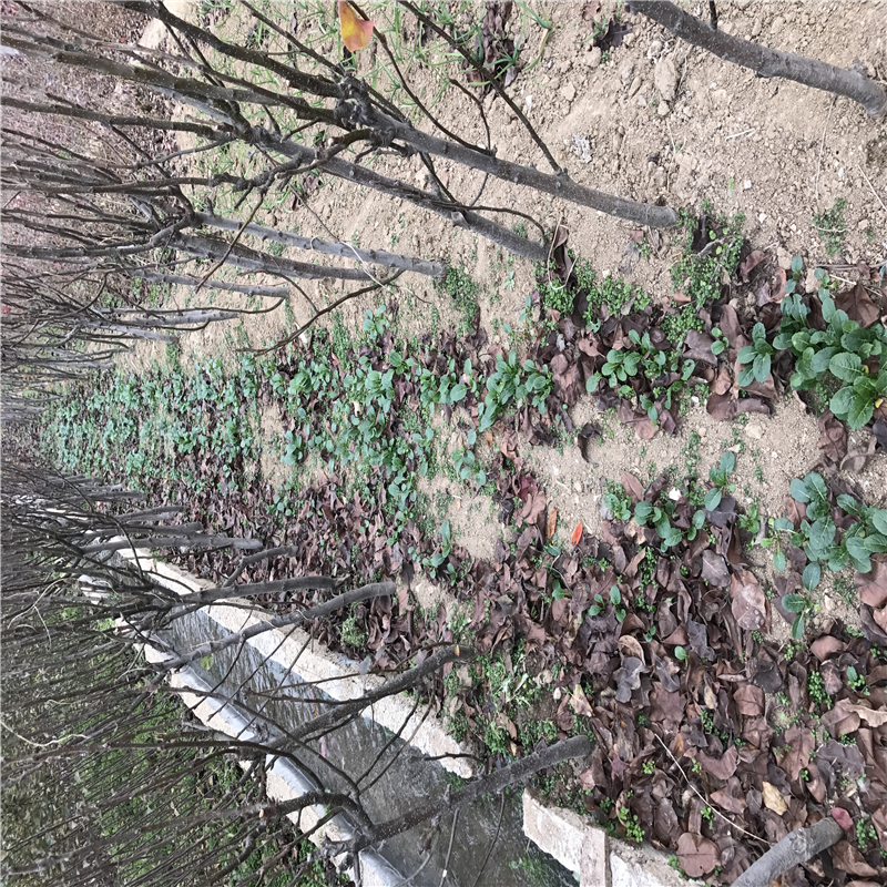 吉林八月紅梨樹苗哪里買成活率高不高