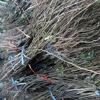重慶八月紅梨樹苗哪里買基地