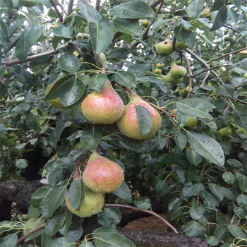 湖北八月紅梨樹苗哪里買基地