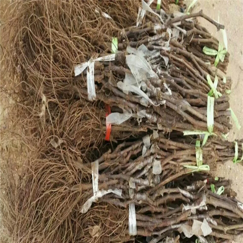 湖北哪里有葡萄苗种植基地葡萄苗种植基地