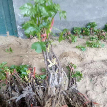 黑龍江哪里有葡萄苗種植基地葡萄苗自產(chǎn)自銷