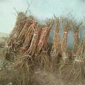 遼寧哪里有葡萄苗種植基地2019葡萄苗報價