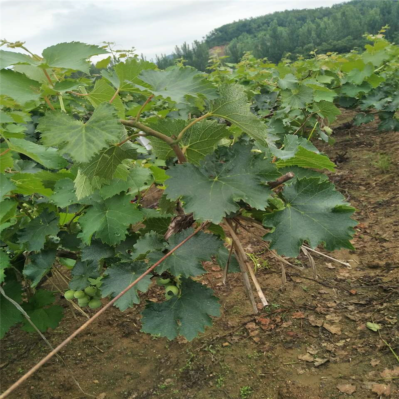 湖北哪里有葡萄苗种植基地葡萄苗种植基地