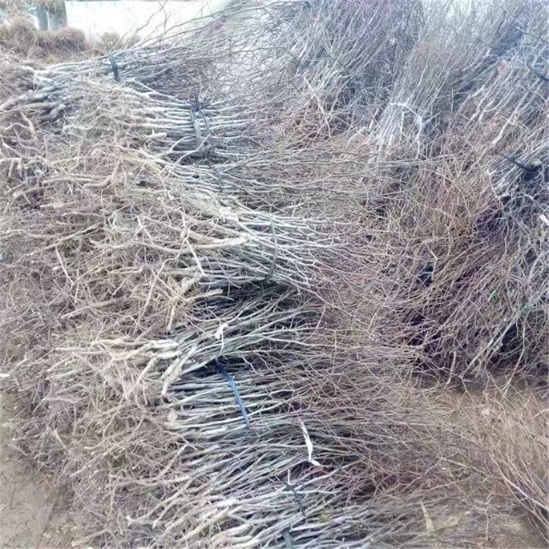 北碚棗樹苗什么品種好棗樹苗成活率怎么樣