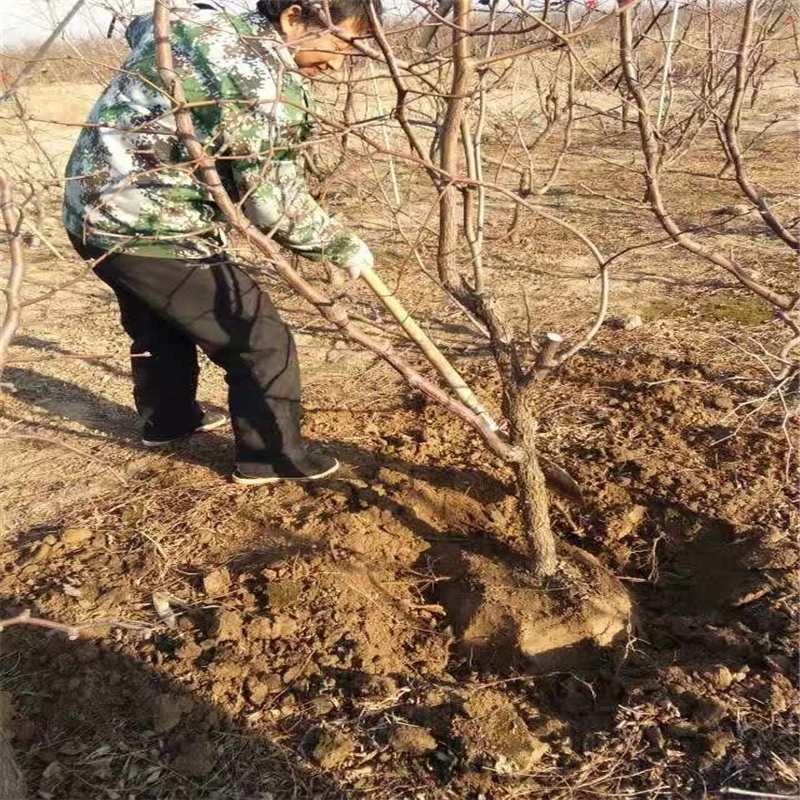 巴南冬枣树苗多少钱一棵枣树苗报价