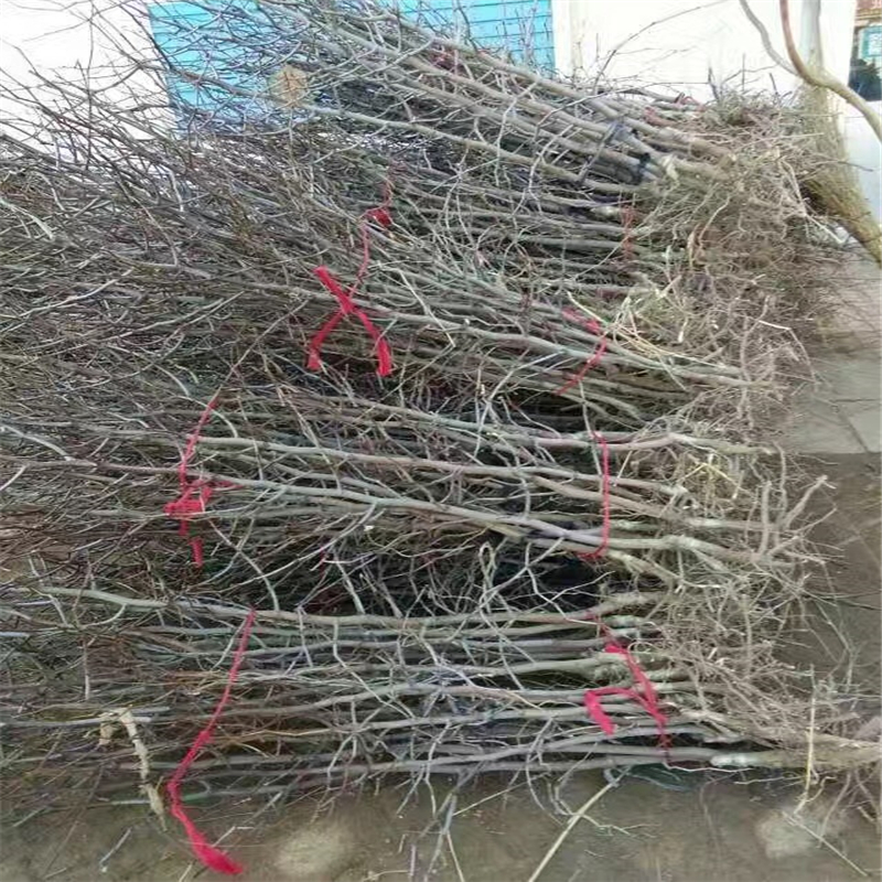 北碚棗樹苗種植時間棗樹苗價格行情