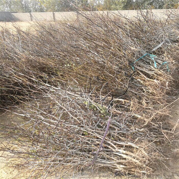 永川枣树苗种植时间枣树苗价格行情