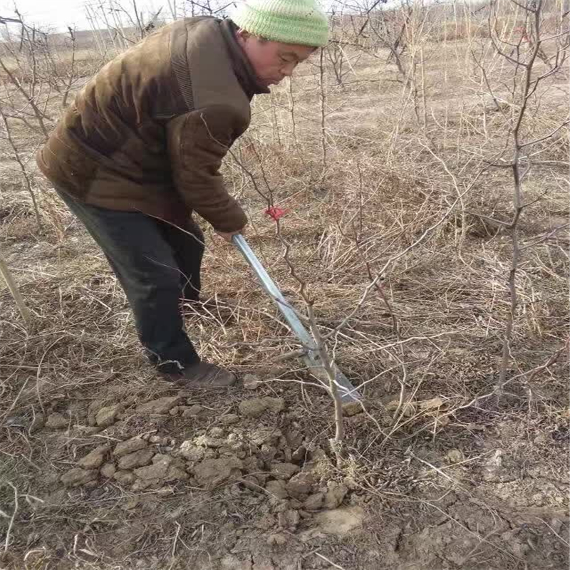 永川在哪购买枣树苗枣树苗价格行情