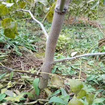 永川棗樹苗種植時間棗樹苗成活率怎么樣