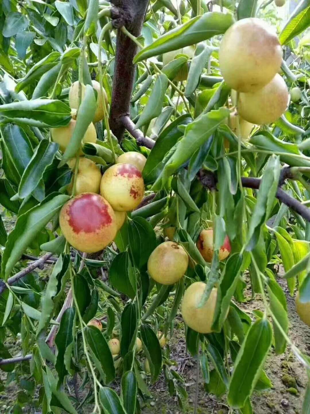 永川枣树苗种植时间枣树苗价格行情