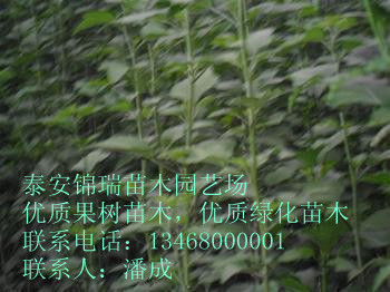 贵州1公分木槿树苗去哪买  基地工程木槿树苗