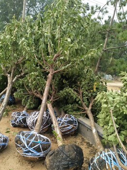 湖南櫻花苗木行情9公分櫻花苗供應(yīng)基地