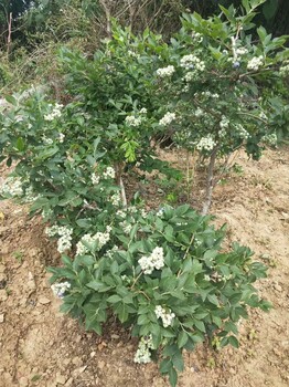 大港蓝莓苗哪里供应蓝莓苗种植技术