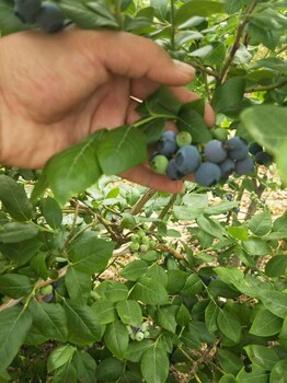 蓟县2019蓝莓苗价格蓝莓苗种植基地