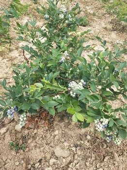 和平蓝莓苗什么时间种植蓝莓苗哪里有