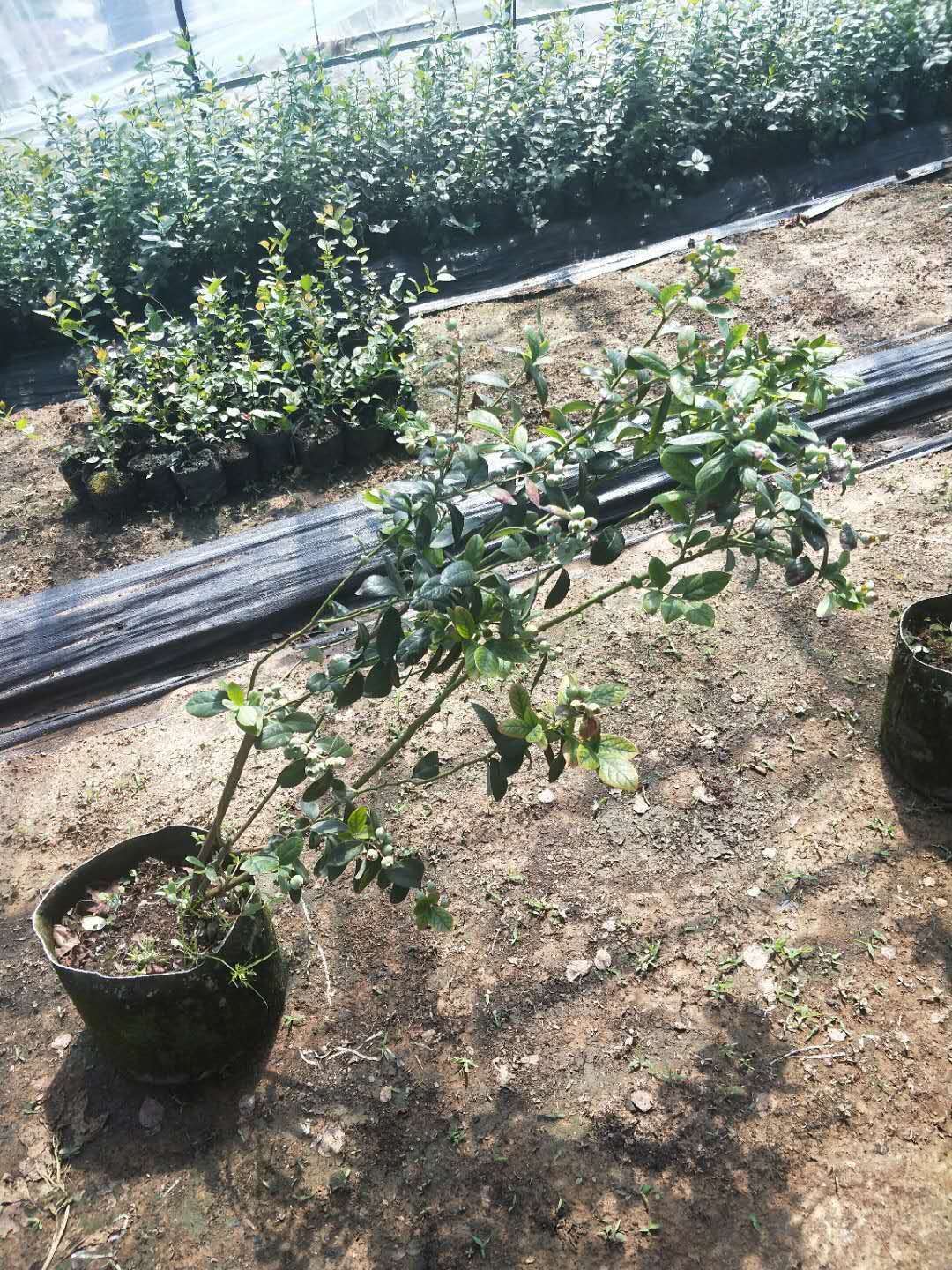 宁河蓝莓苗哪里供应   蓝莓苗种植技术