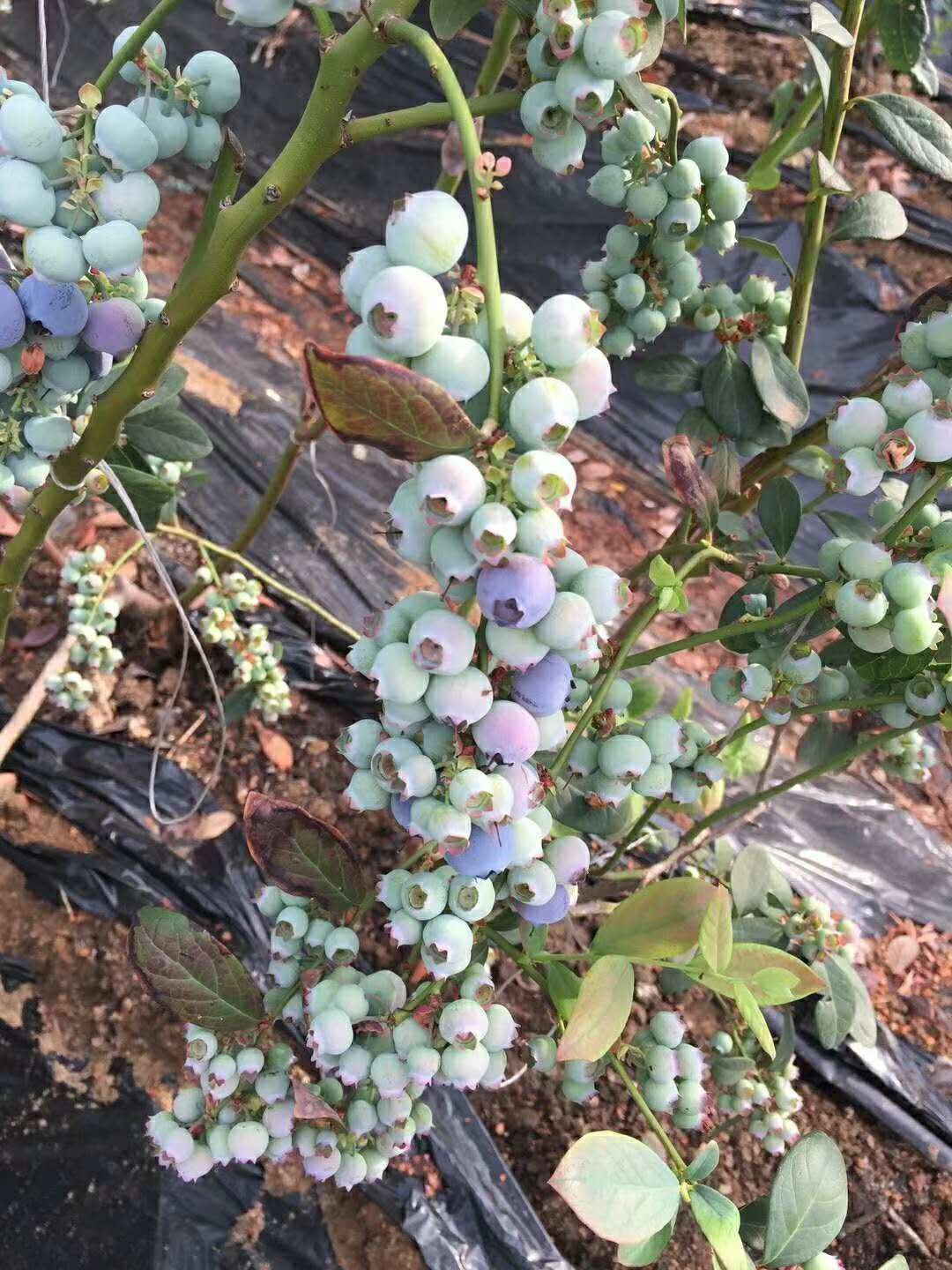 宝山去哪购买蓝莓苗  蓝莓苗种植基地