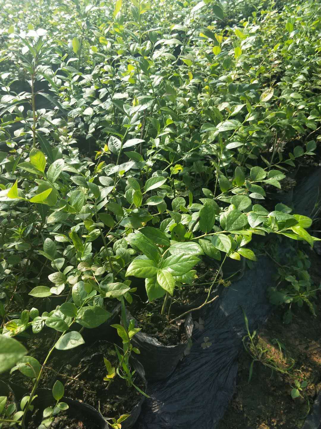 杨浦2019蓝莓苗价格   蓝莓苗种植技术