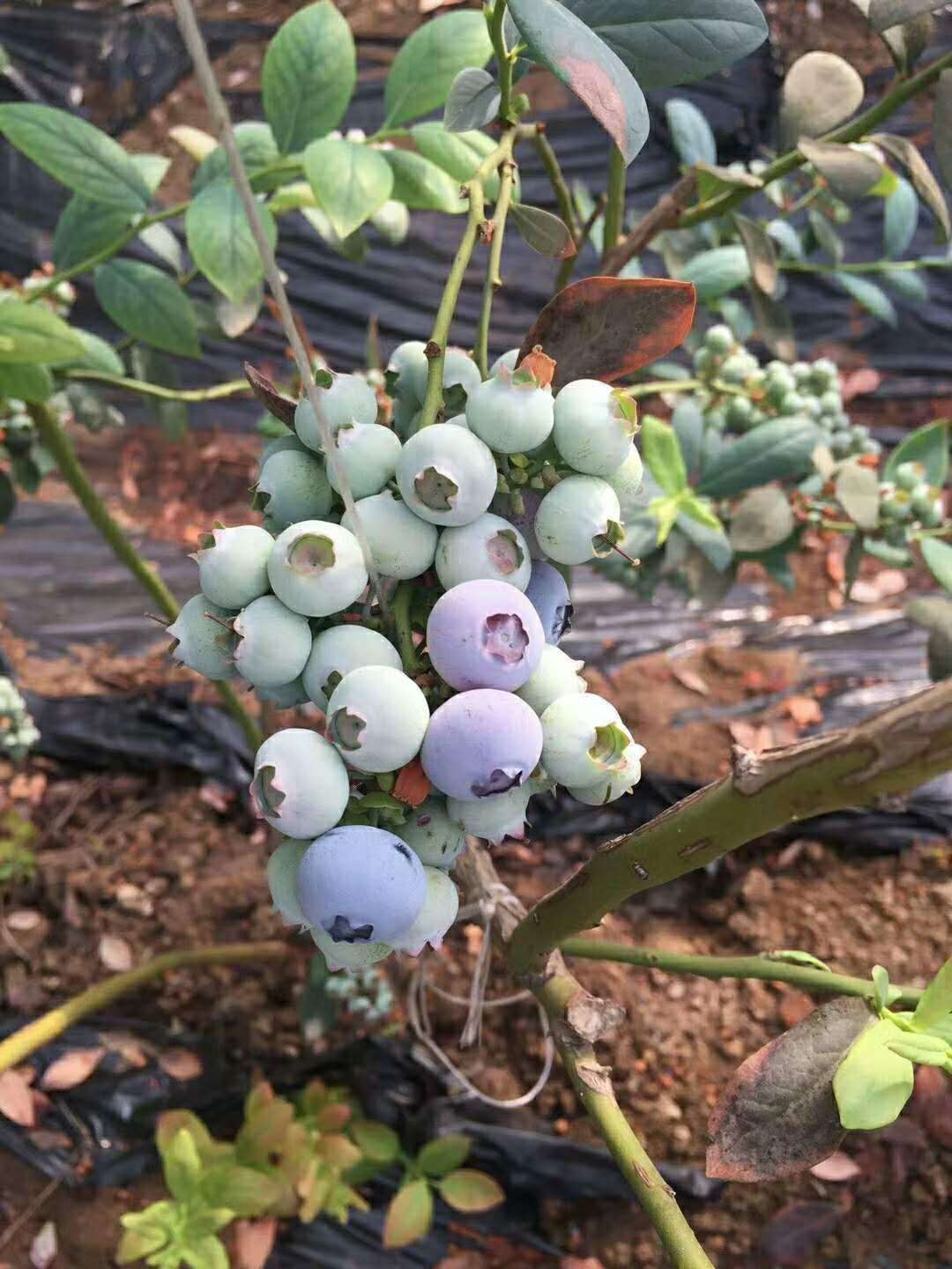 宁河蓝莓苗哪里供应   蓝莓苗种植技术