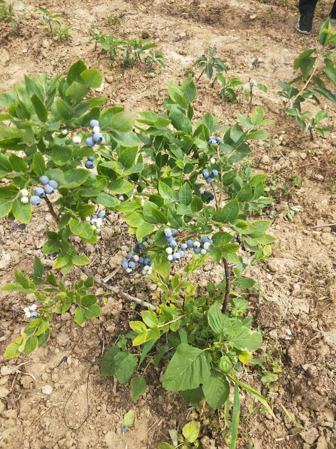 黄浦蓝莓苗什么品种好   蓝莓苗种植技术