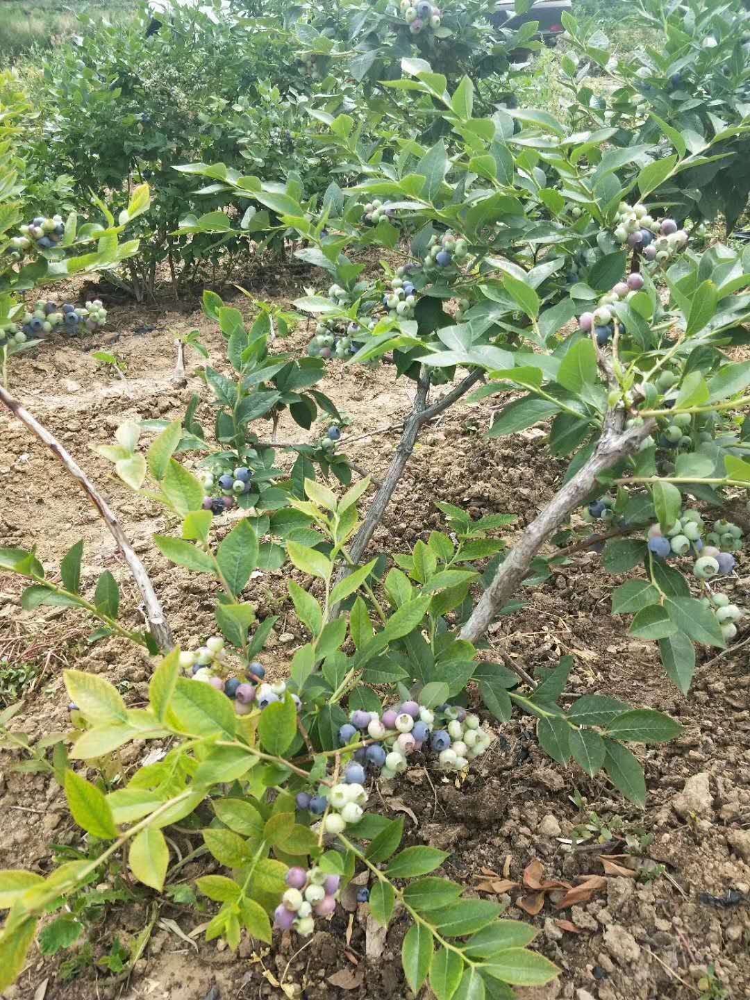 金山蓝莓苗什么时间种植  蓝莓苗哪里有