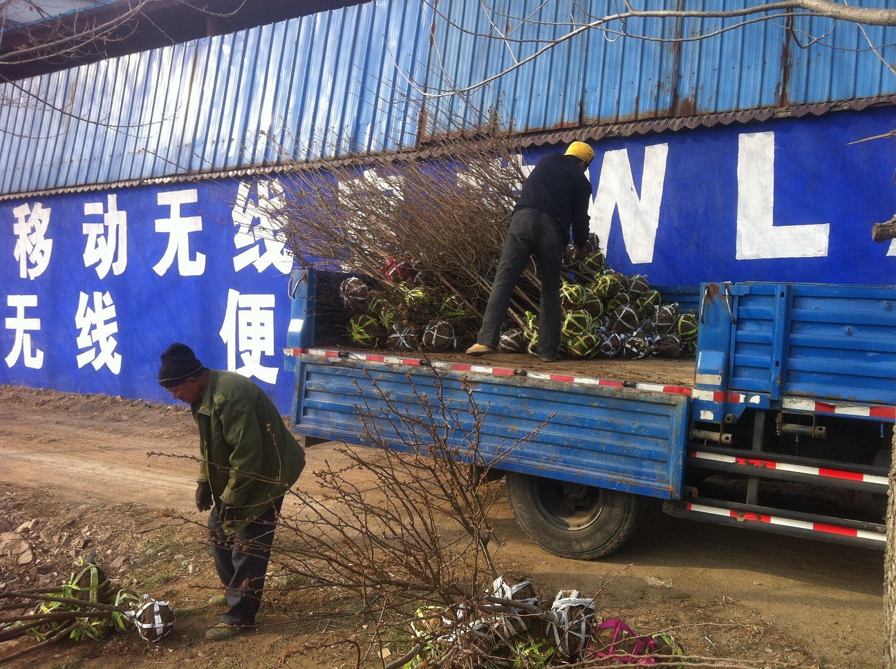 北京8公分西府海棠树苗  绿化工程海棠树苗报价