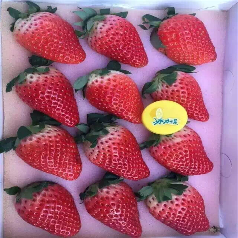 红颜草莓苗牛奶草莓苗价格  出售草莓苗