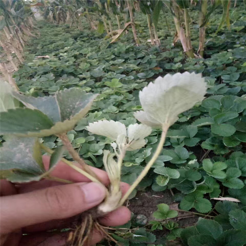 紅顏草莓苗紅顏草莓苗多少錢一棵  甜寶草莓苗價格