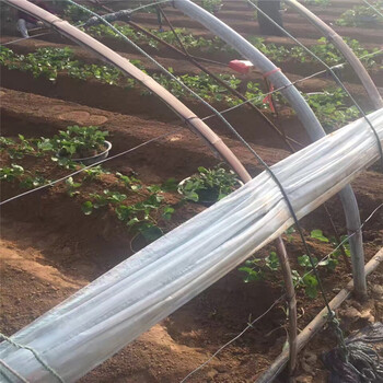 草莓苗法蘭地草莓苗價格牛奶草莓苗圖片