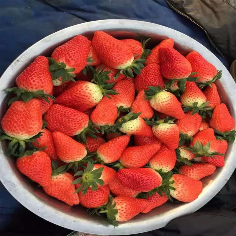 草莓苗法蘭地草莓苗價格  草莓苗種植基地