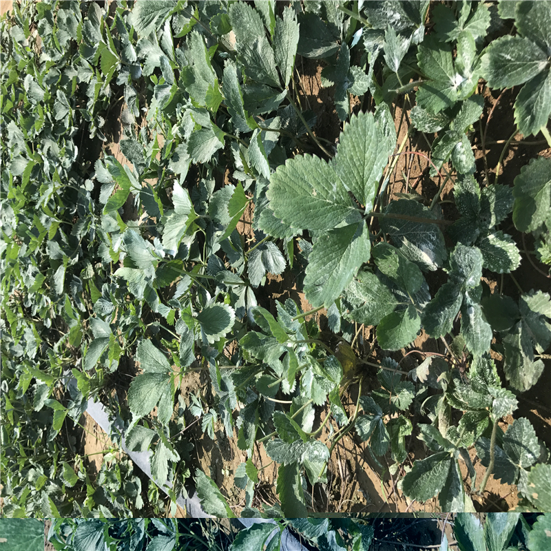 求購(gòu)妙香草莓苗新貨妙香7號(hào)草莓苗上市