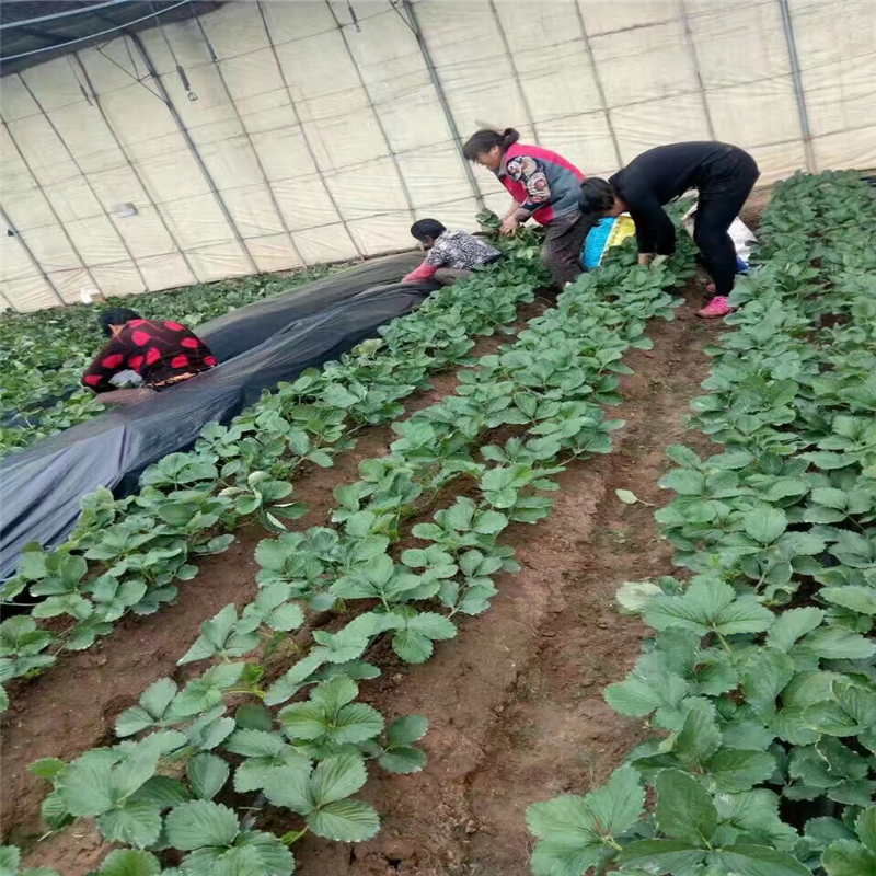 農(nóng)民自產(chǎn)自銷妙香草莓苗購買三葉一心妙香7號草莓苗