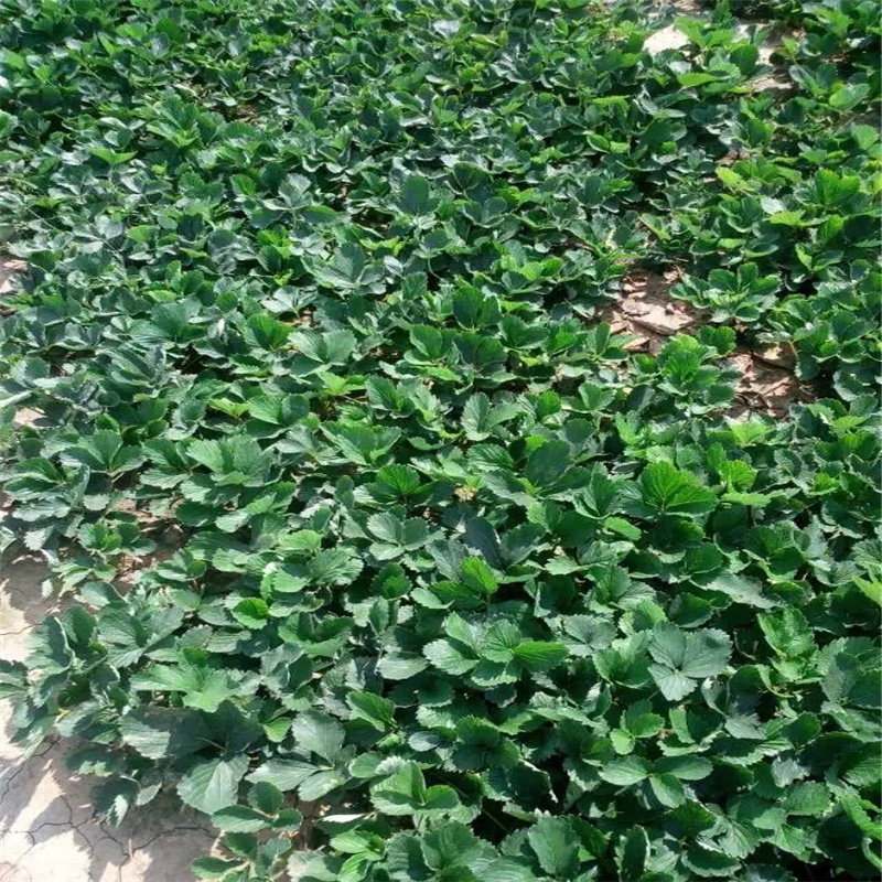 廣東章姬草莓苗草莓苗供應(yīng)草莓苗圖片