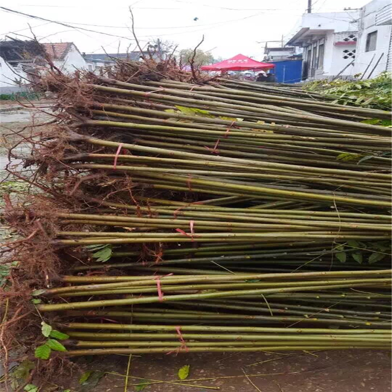 种植黑油香椿苗应该注意什么 种植红油香椿土壤怎么选择