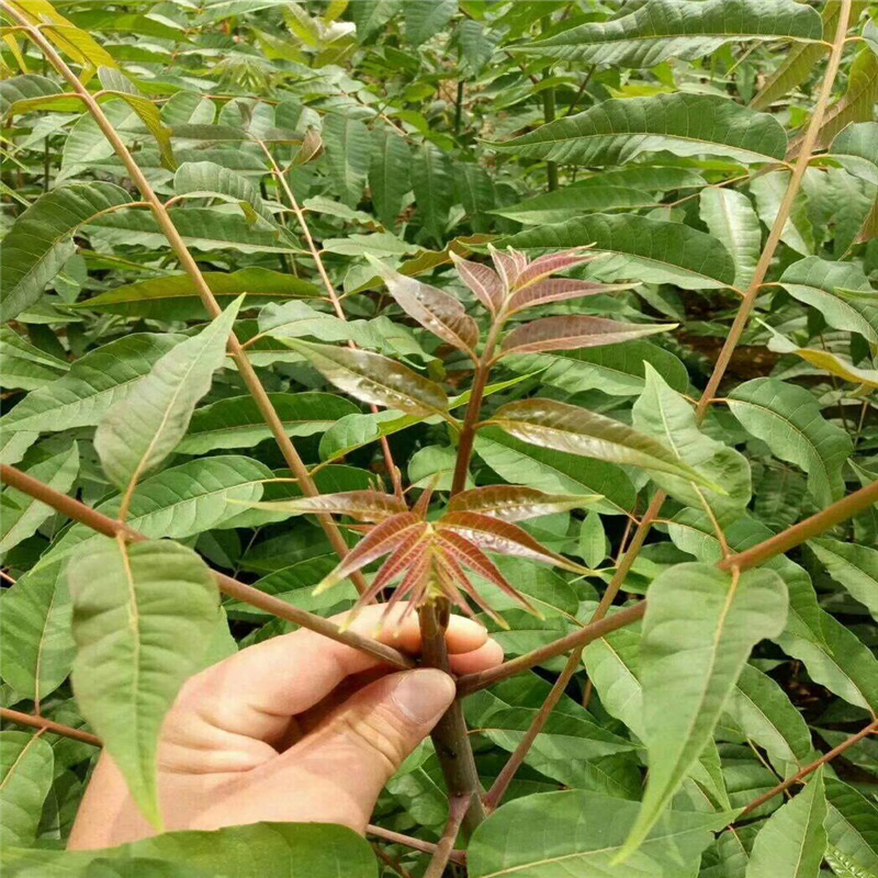 南北方适不适合种植黑油香椿苗 哪里的红油香椿苗没有中间商