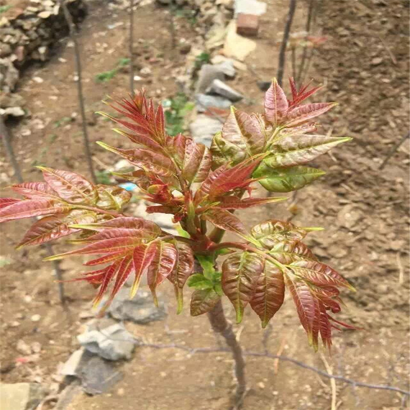 讓你放心的黑油香椿苗供應商 哪里的紅油香椿苗沒有中間商