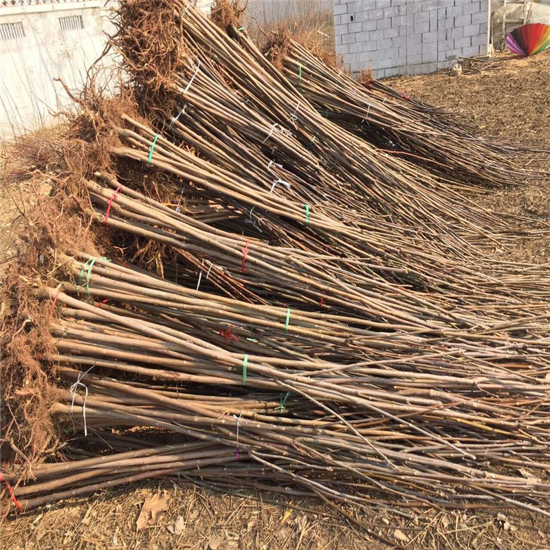 南北方适不适合种植黑油香椿苗 哪里的红油香椿苗没有中间商