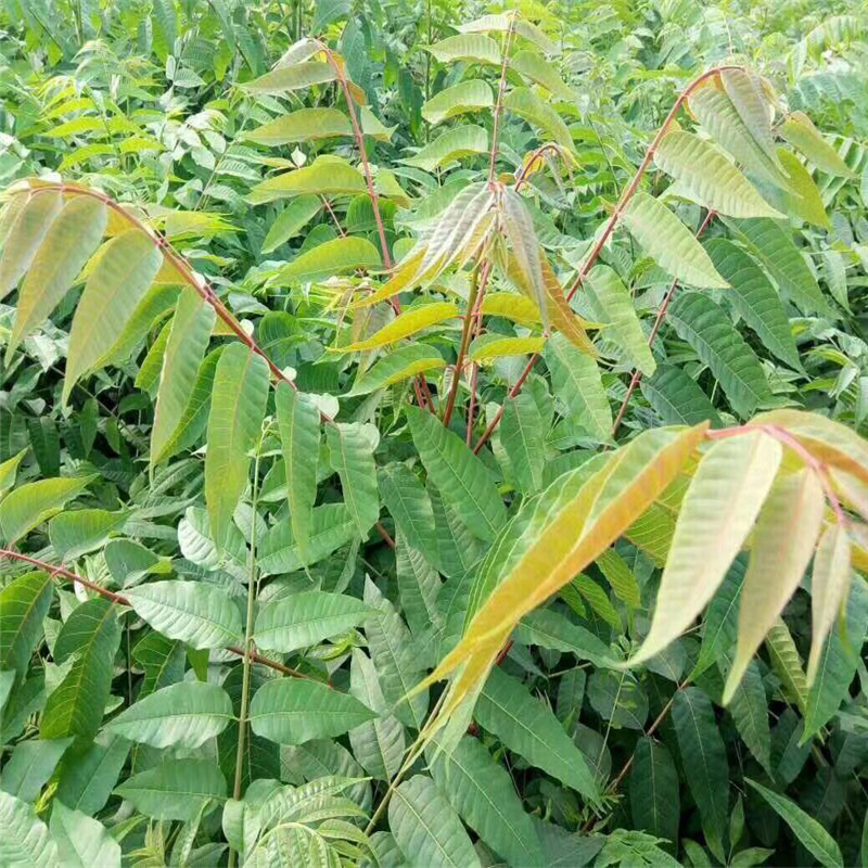 誠信可靠的黑油香椿苗廠家 紅油香椿苗價格