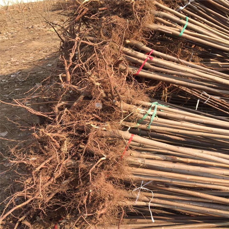 讓你放心的黑油香椿苗供應商 哪里的紅油香椿苗沒有中間商
